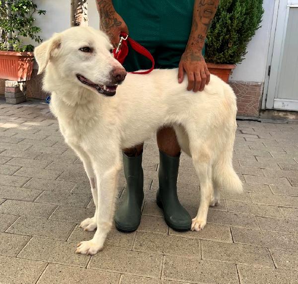 AURORA BELLISSIMA CAGNOLINA Foto 5